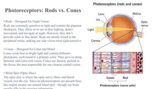 Linked Eye Rods Physiology eye rods and cobes(Garima.9b).pptx