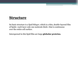 Structure
Its basic structure is a lipid bilayer, which is a thin, double-layered film
of lipids—each layer only one molecule thick—that is continuous
over the entire cell surface.
Interspersed in this lipid film are large globular proteins.
 