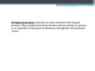 Peripheral protein molecules are often attached to the integral
proteins. These peripheral proteins function almost entirely as enzymes
or as controllers of transport of substances through the cell membrane
“pores.”
 
