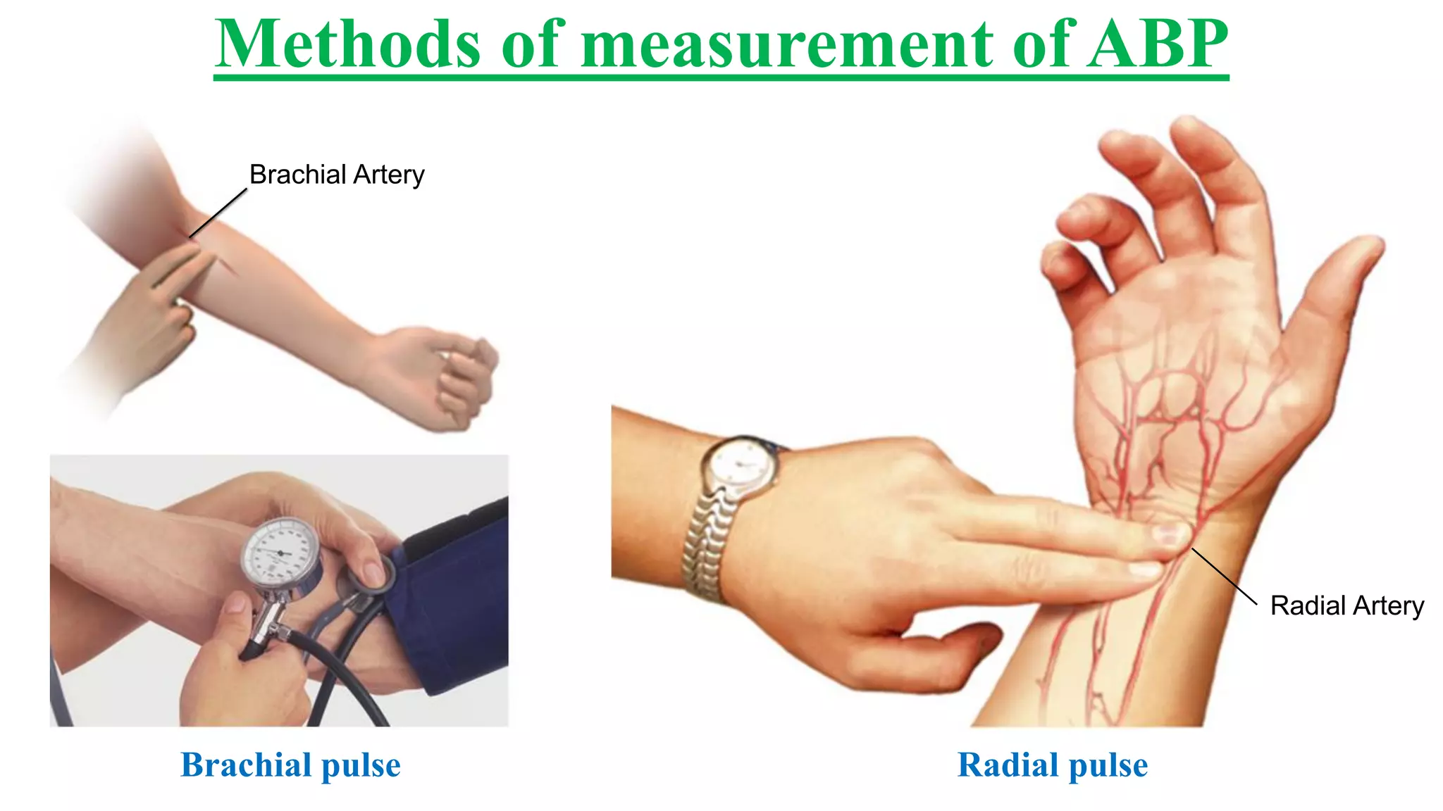 Physiology (measurement of arterial blood pressure) | PDF