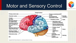 Motor and Sensory Control
 