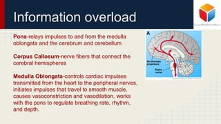 Information overload
Pons-relays impulses to and from the medulla
oblongata and the cerebrum and cerebellum
Corpus Callosum-nerve fibers that connect the
cerebral hemispheres
Medulla Oblongata-controls cardiac impulses
transmitted from the heart to the peripheral nerves,
initiates impulses that travel to smooth muscle,
causes vasoconstriction and vasodilation, works
with the pons to regulate breathing rate, rhythm,
and depth.
 