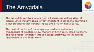 The Amygdala
The amygdala receives inputs from all senses as well as visceral
inputs. Since the amygdala is very important in emotional learning it
is not surprising that visceral inputs are a major input source.
The central nucleus of the amygdala produces autonomic
components of emotion (e.g., changes in heart rate, blood pressure,
and respiration) primarily through output pathways to the lateral
hypothalamus and brain stem.
 