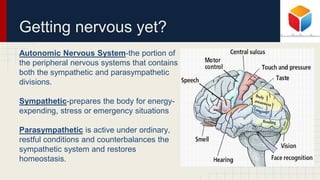 Getting nervous yet?
Autonomic Nervous System-the portion of
the peripheral nervous systems that contains
both the sympathetic and parasympathetic
divisions.
Sympathetic-prepares the body for energy-
expending, stress or emergency situations
Parasympathetic is active under ordinary,
restful conditions and counterbalances the
sympathetic system and restores
homeostasis.
 