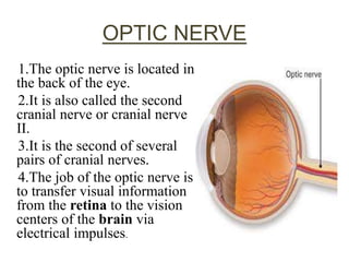 OPTIC NERVE
1.The optic nerve is located in
the back of the eye.
2.It is also called the second
cranial nerve or cranial nerve
II.
3.It is the second of several
pairs of cranial nerves.
4.The job of the optic nerve is
to transfer visual information
from the retina to the vision
centers of the brain via
electrical impulses.
 