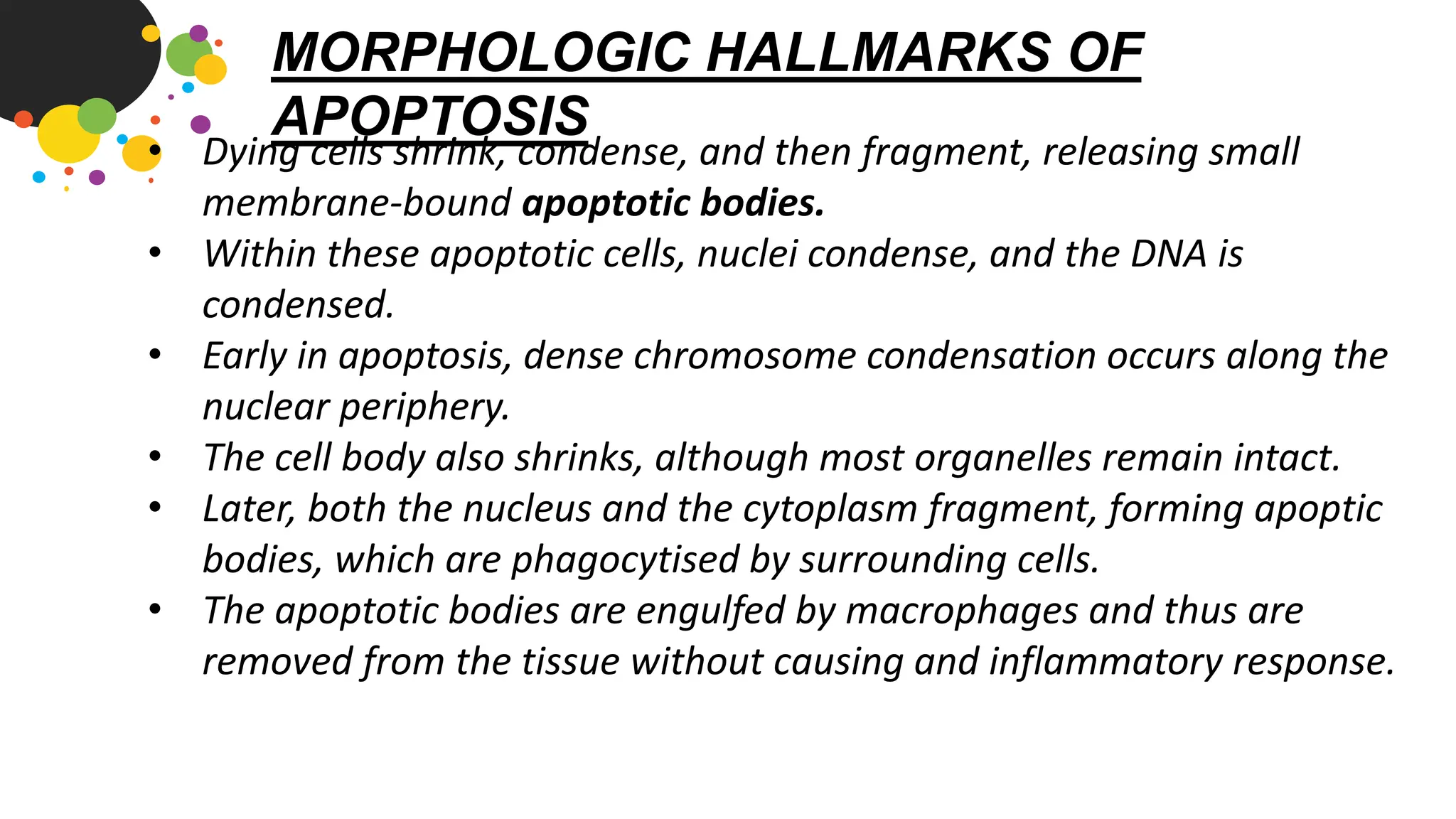 physiology of apoptosis first year mbbs medical.pdf