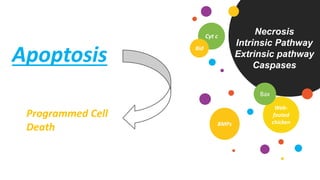 Necrosis
Intrinsic Pathway
Extrinsic pathway
Caspases
Web-
footed
chicken
Bax
Cyt c
Bid
BMPs
Apoptosis
Programmed Cell
Death
 