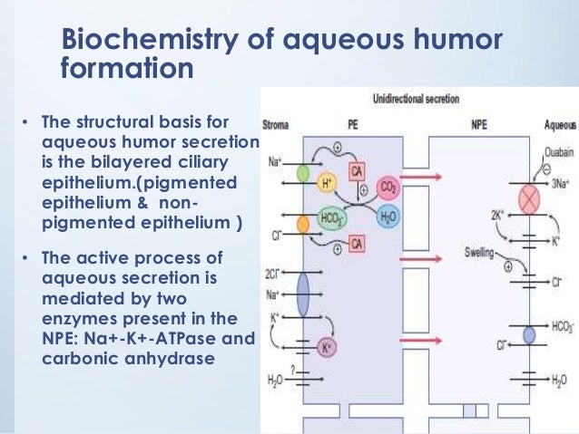aqueous humor