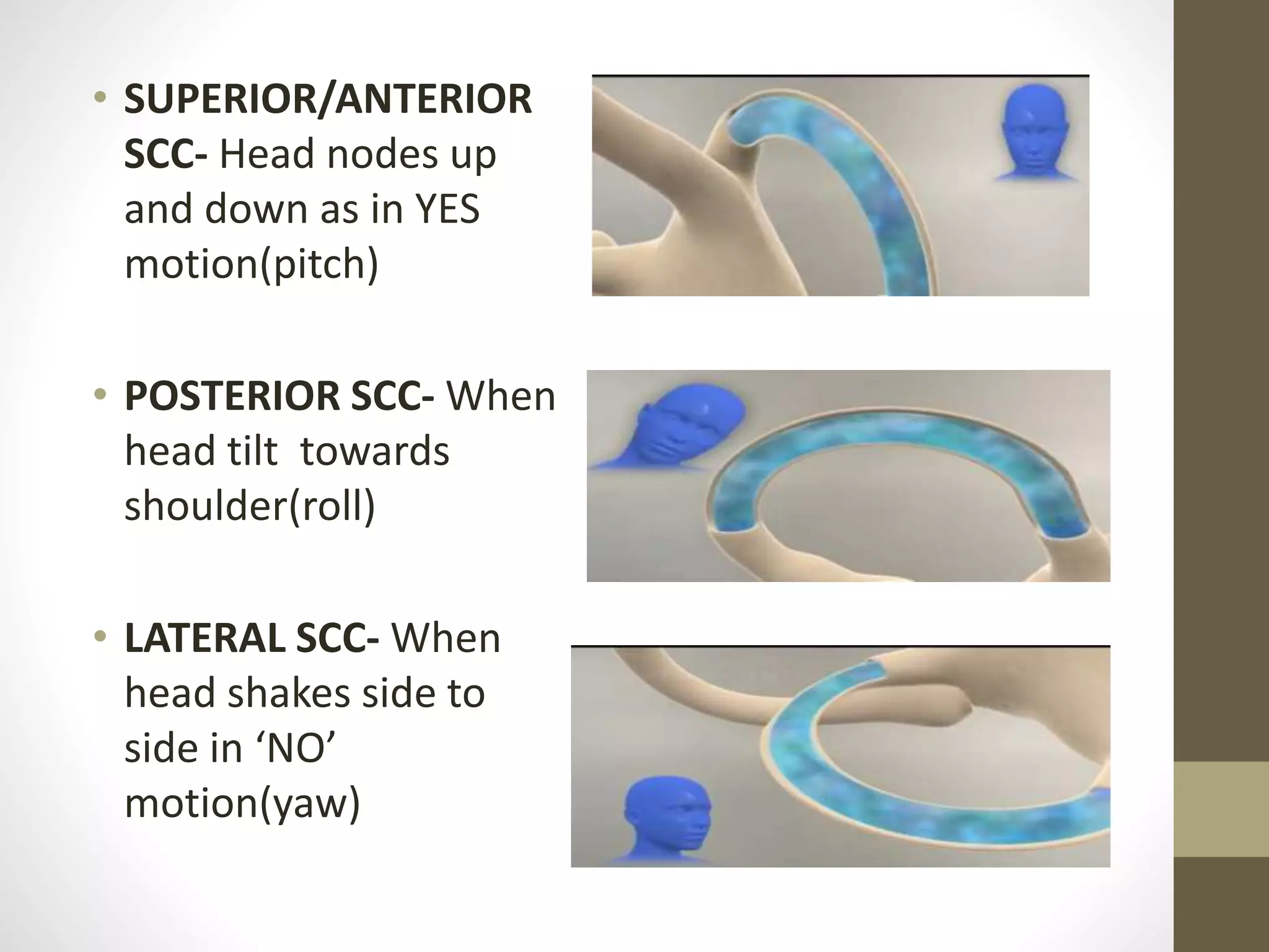 Physiology of balance | PPTX