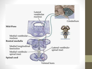 Structure Involved With Balance Physiology of balance | PPTX