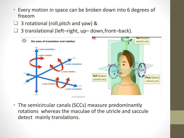 Physiology of balance | PPTX | Brain and Nervous System Disorders ...