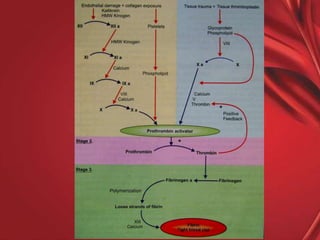 Physiology of blood | PPTX