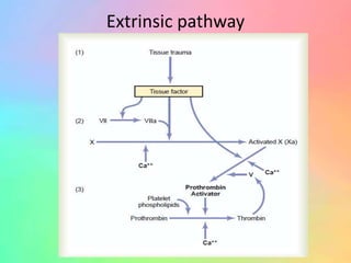 Physiology of blood ppt | PPTX