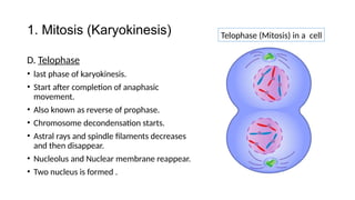 Astral Rays Physiology of Cell and Intercellular Junctions.pptx