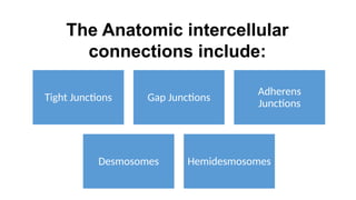 Physiology of Cell and Intercellular Junctions.pptx