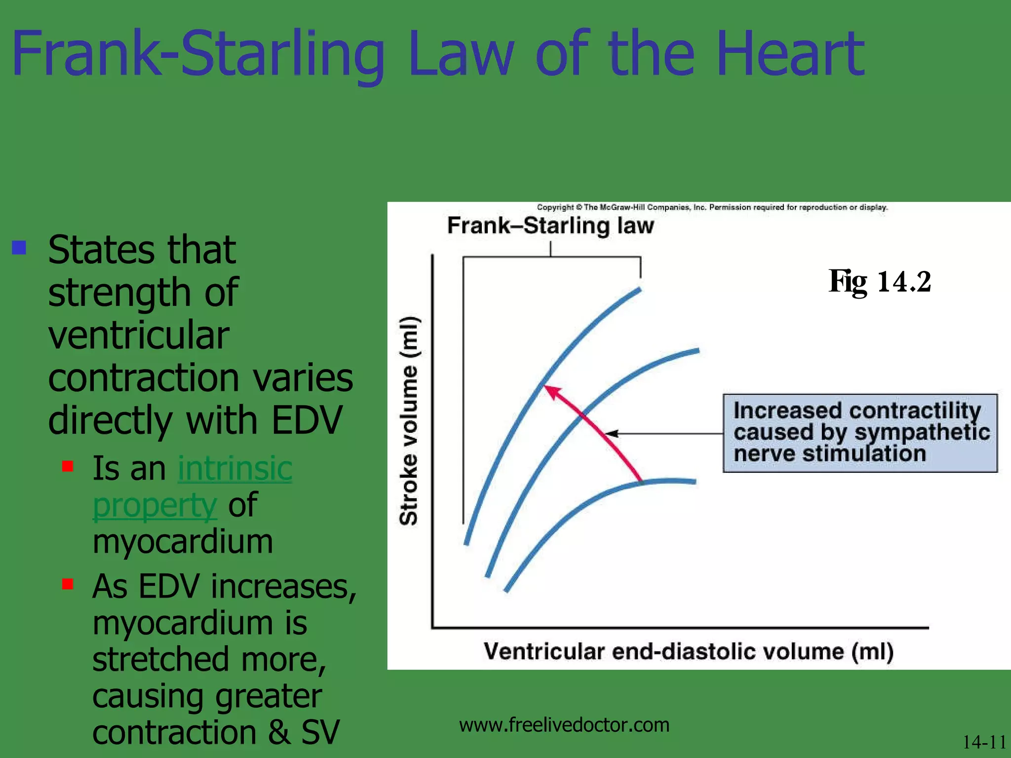 Frank-Starling Law of the Heart States that strength of ventricular contraction varies directly with EDV Is an  intrinsic   property  of myocardium As EDV increases, myocardium is stretched more, causing greater contraction & SV Fig 14.2 14-11 www.freelivedoctor.com 