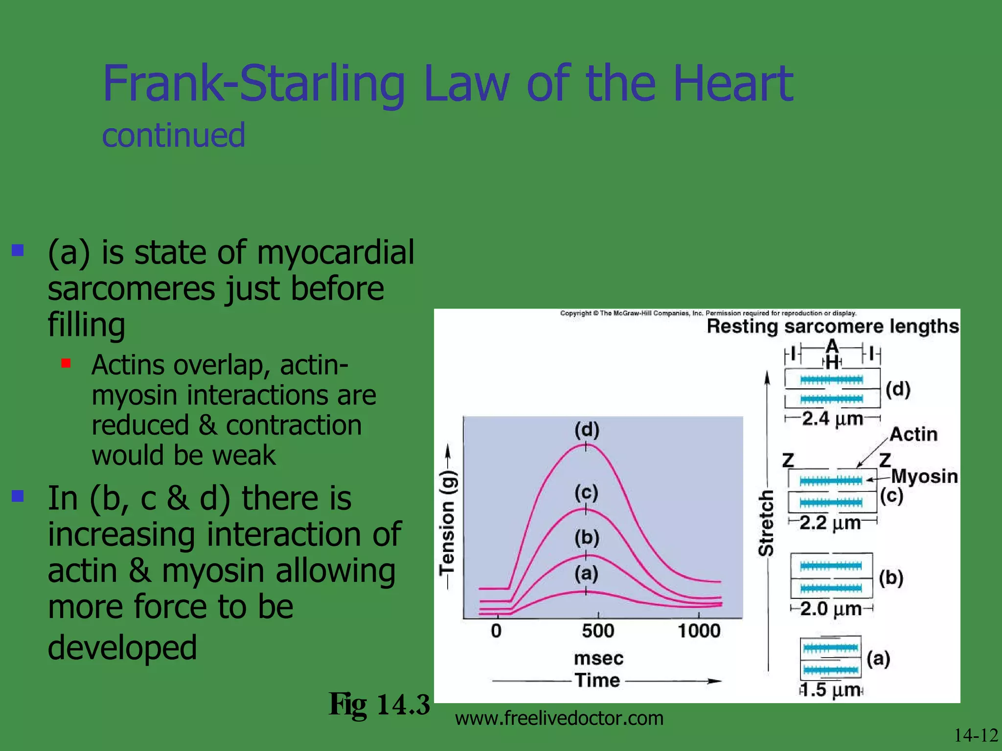 Frank-Starling Law of the Heart   continued (a) is state of myocardial sarcomeres just before filling Actins overlap, actin-myosin interactions are reduced & contraction would be weak In (b, c & d) there is increasing interaction of actin & myosin allowing more force to be developed   Fig 14.3 14-12 www.freelivedoctor.com 