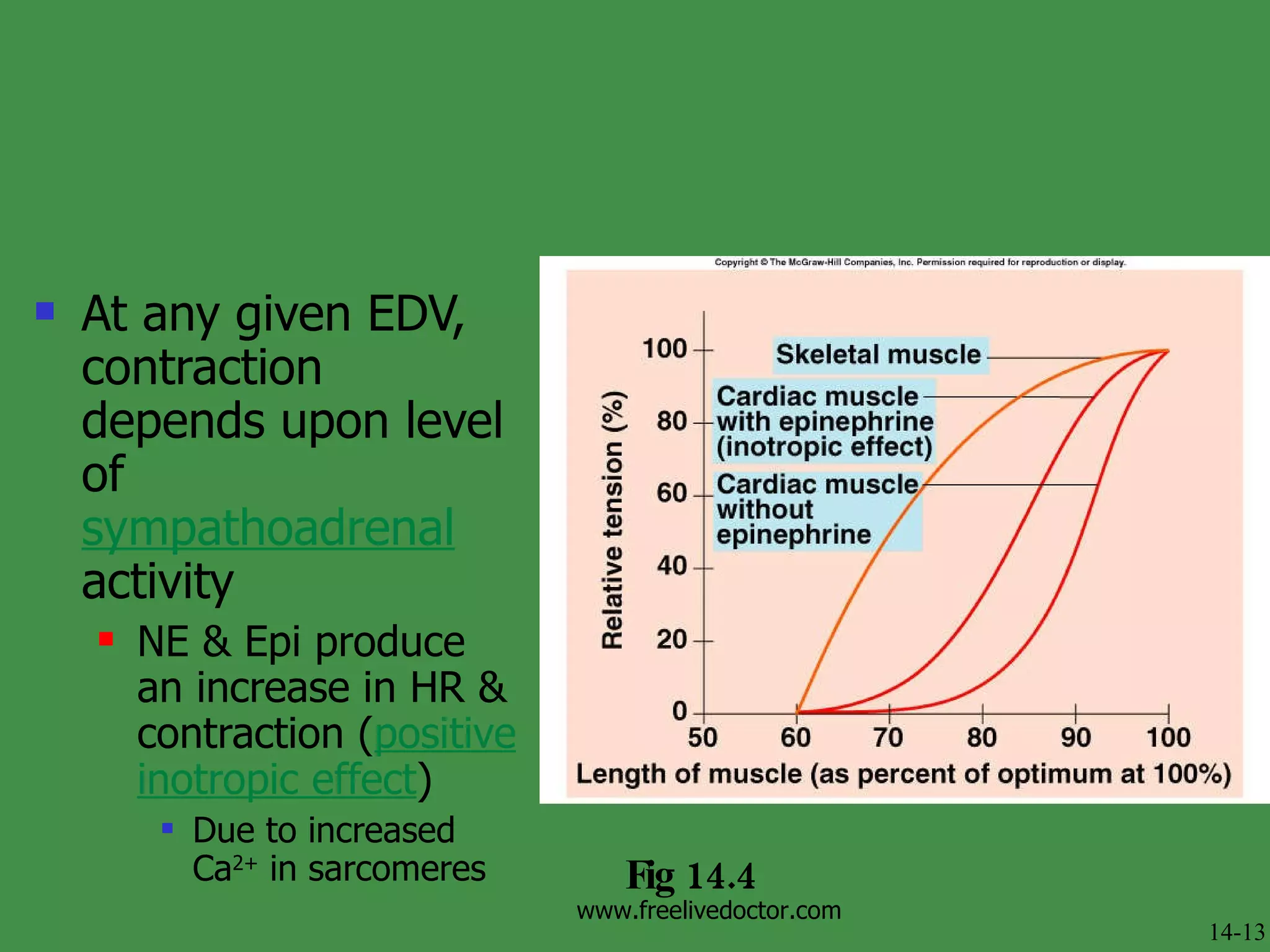 At any given EDV, contraction depends upon level of  sympathoadrenal  activity NE & Epi produce an increase in HR & contraction ( positive inotropic effect )  Due to increased Ca 2+  in sarcomeres Fig 14.4 14-13 www.freelivedoctor.com 