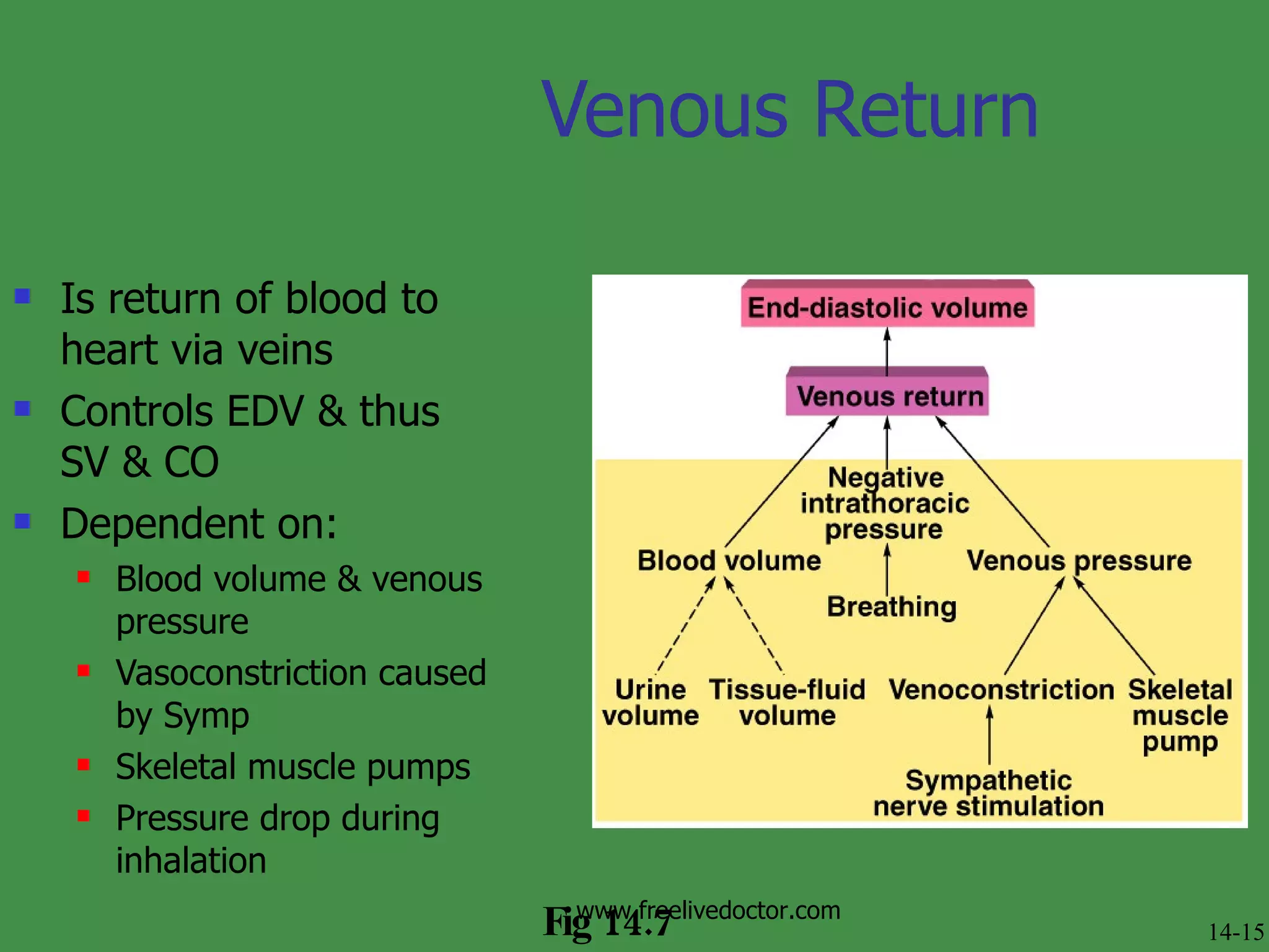 Venous Return Is return of blood to heart via veins Controls EDV & thus SV & CO Dependent on: Blood volume & venous pressure Vasoconstriction caused by Symp Skeletal muscle pumps Pressure drop during inhalation Fig 14.7 14-15 www.freelivedoctor.com 