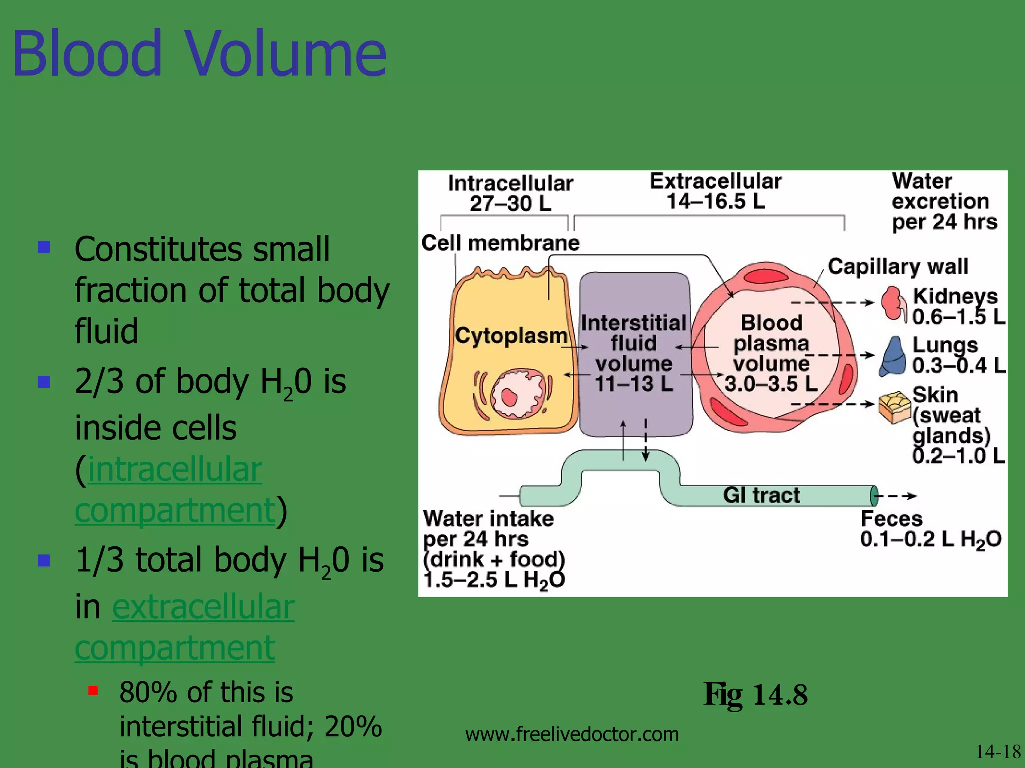 Blood Volume Constitutes small fraction of total body fluid 2/3 of body H 2 0 is inside cells ( intracellular compartment )  1/3 total body H 2 0 is in  extracellular compartment 80% of this is interstitial fluid; 20% is blood plasma Fig 14.8 14-18 www.freelivedoctor.com 