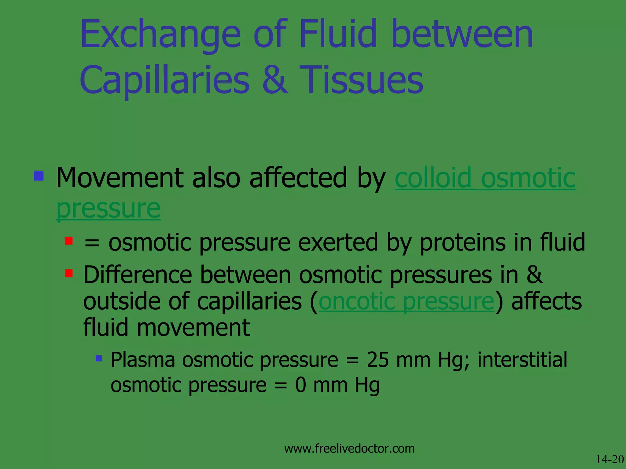 Exchange of Fluid between Capillaries & Tissues Movement also affected by  colloid osmotic pressure = osmotic pressure exerted by proteins in fluid Difference between osmotic pressures in & outside of capillaries ( oncotic pressure ) affects fluid movement Plasma osmotic pressure = 25 mm Hg; interstitial osmotic pressure = 0 mm Hg 14-20 www.freelivedoctor.com 