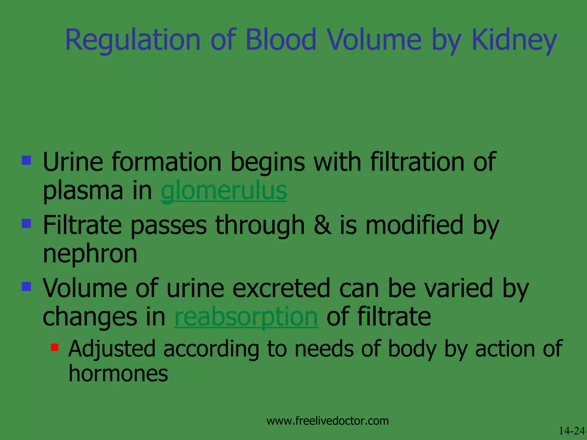 Regulation of Blood Volume by Kidney Urine formation begins with filtration of plasma in  glomerulus Filtrate passes through & is modified by nephron Volume of urine excreted can be varied by changes in  reabsorption  of filtrate Adjusted according to needs of body by action of hormones 14-24 www.freelivedoctor.com 