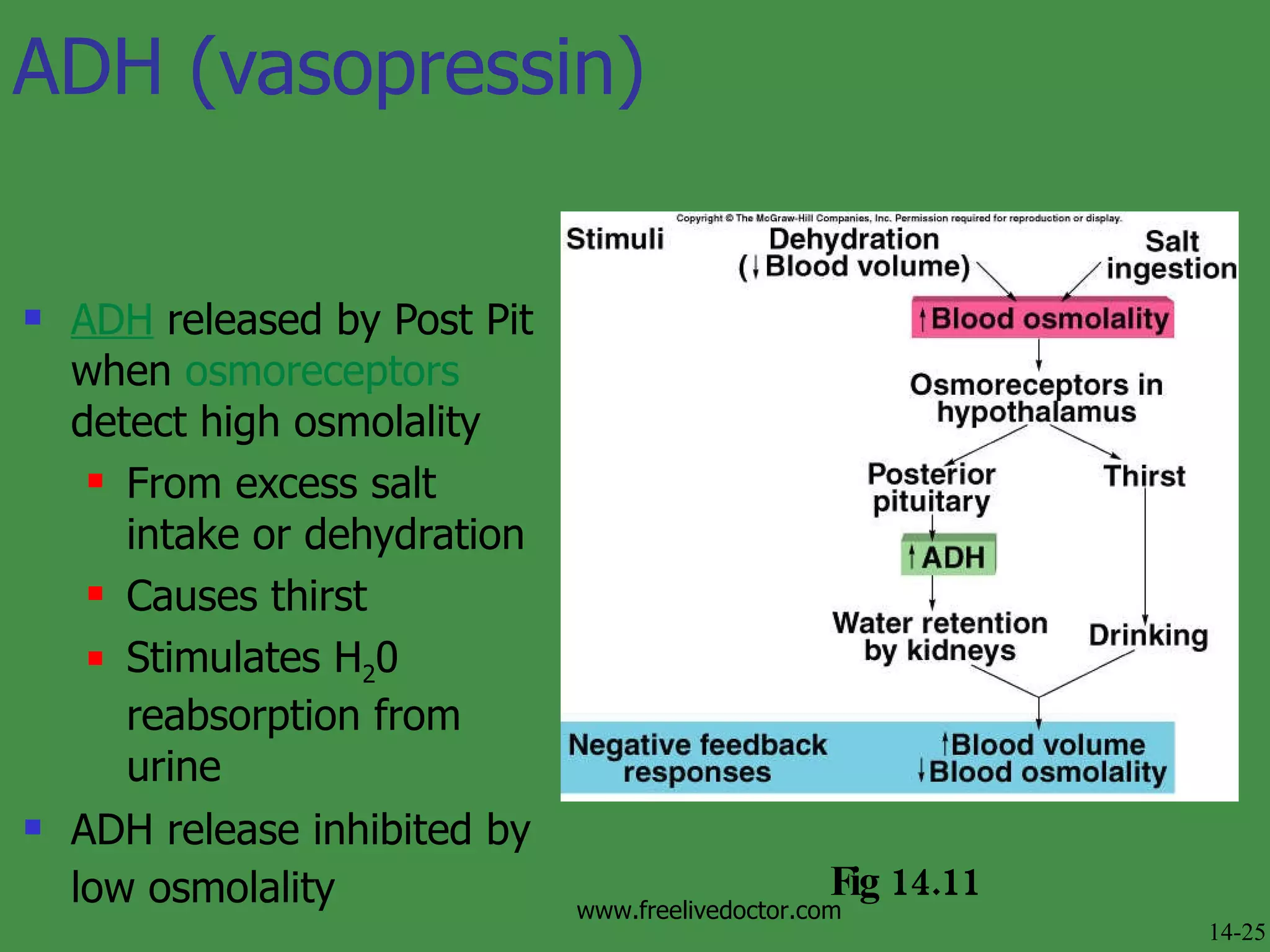 ADH (vasopressin) ADH  released by Post Pit when  osmoreceptors  detect high osmolality From excess salt intake or dehydration Causes thirst  Stimulates H 2 0 reabsorption from urine ADH release inhibited by low osmolality   Fig 14.11 14-25 www.freelivedoctor.com 