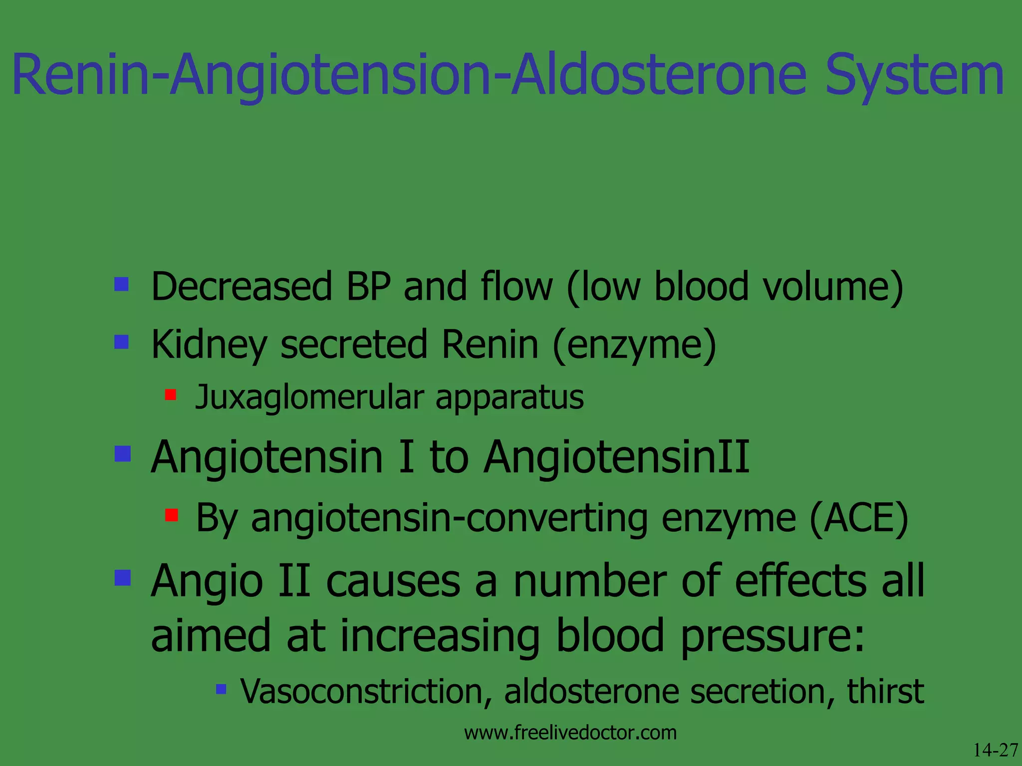 Renin-Angiotension-Aldosterone System Decreased BP and flow (low blood volume) Kidney secreted Renin (enzyme) Juxaglomerular apparatus Angiotensin I to AngiotensinII By angiotensin-converting enzyme (ACE) Angio II causes a number of effects all aimed at increasing blood pressure: Vasoconstriction, aldosterone secretion, thirst 14-27 www.freelivedoctor.com 