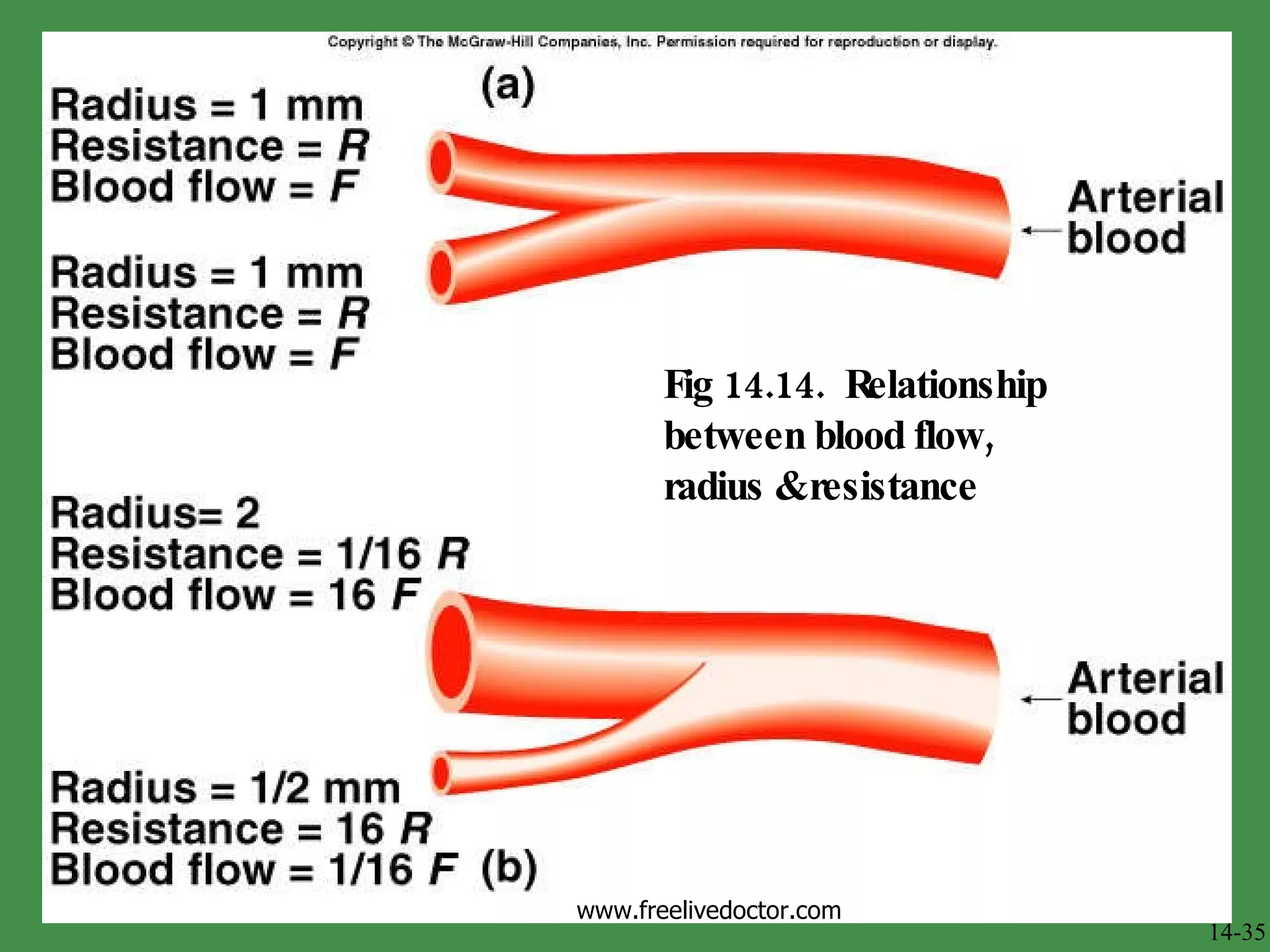 Fig 14.14.  Relationship between blood flow,  radius & resistance 14-35 www.freelivedoctor.com 