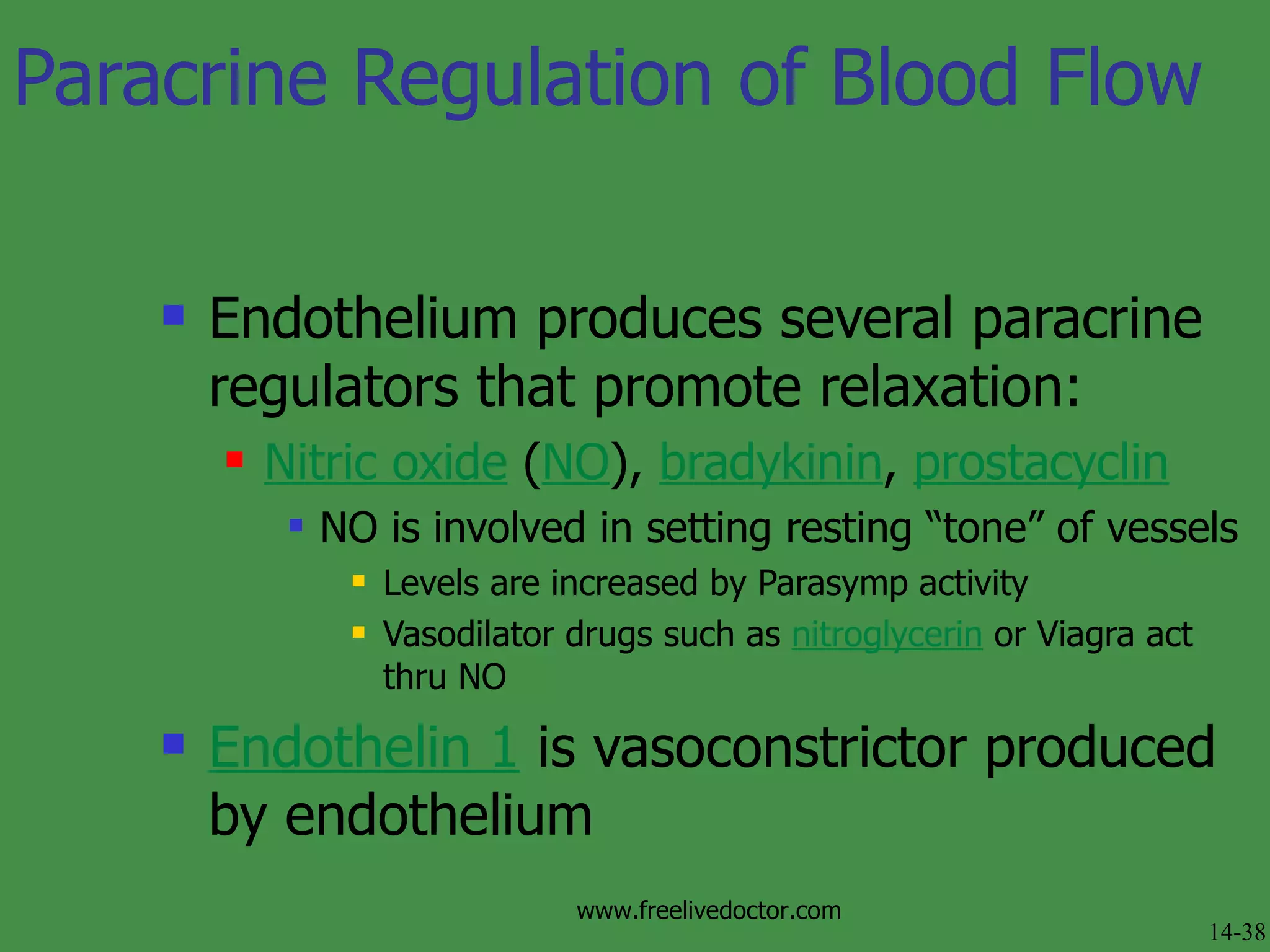 Paracrine Regulation of Blood Flow Endothelium produces several paracrine regulators that promote relaxation: Nitric oxide  ( NO ),  bradykinin ,  prostacyclin NO is involved in setting resting “tone” of vessels Levels are increased by Parasymp activity Vasodilator drugs such as  nitroglycerin  or Viagra act thru NO Endothelin 1  is vasoconstrictor produced by endothelium 14-38 www.freelivedoctor.com 
