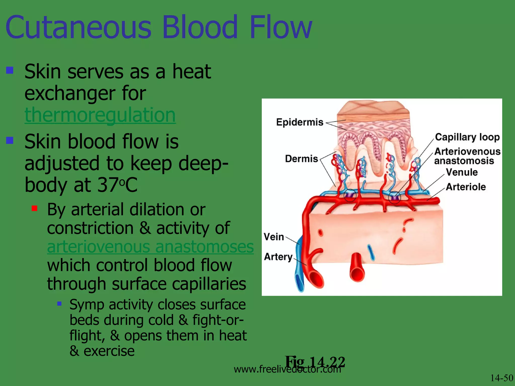 Cutaneous Blood Flow Skin serves as a heat exchanger for  thermoregulation Skin blood flow is adjusted to keep deep-body at 37 o C By arterial dilation or constriction & activity of  arteriovenous anastomoses  which control blood flow through surface capillaries Symp activity closes surface beds during cold & fight-or-flight, & opens them in heat & exercise Fig 14.22 14-50 www.freelivedoctor.com 