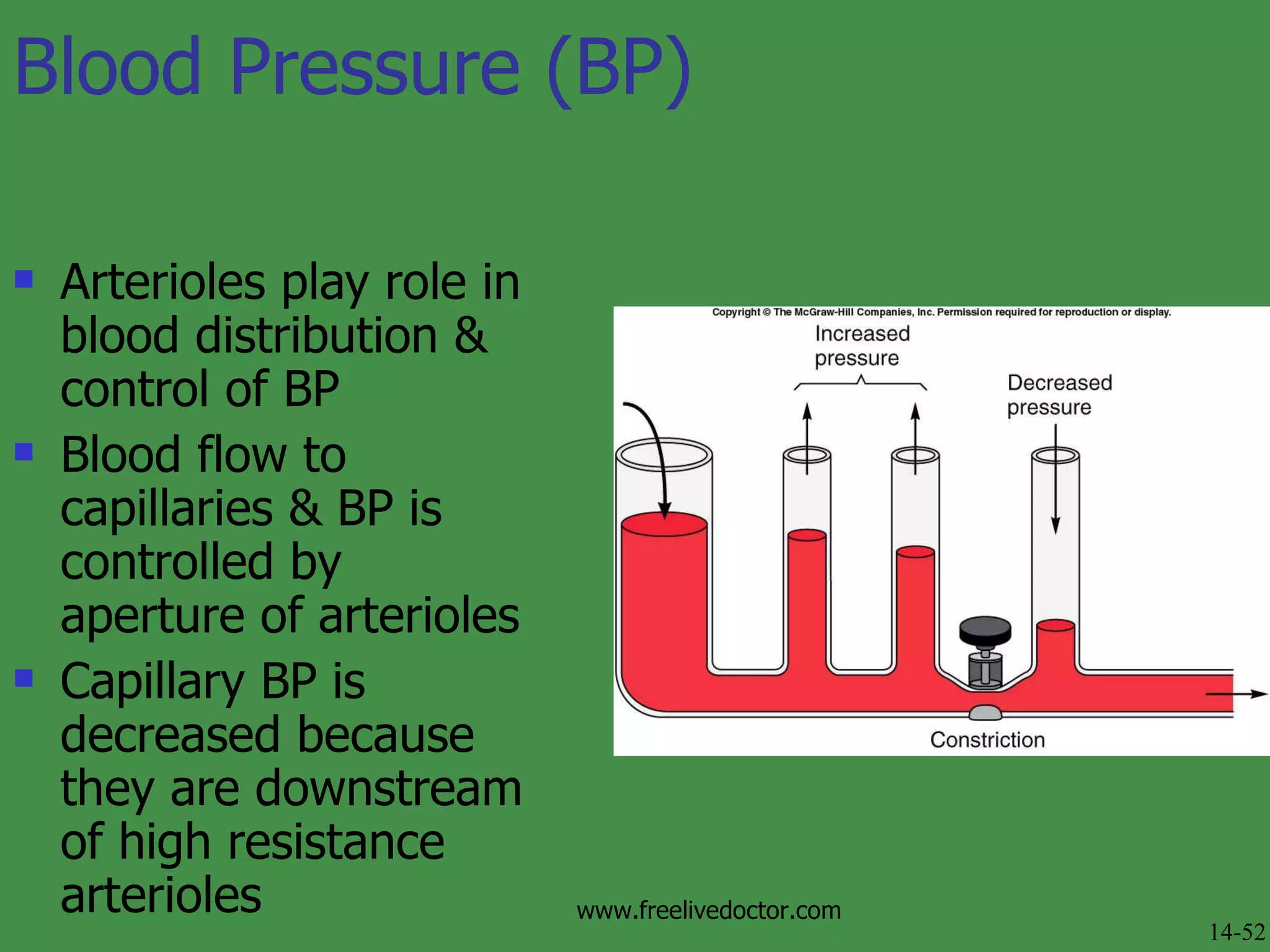 Blood Pressure (BP) Arterioles play role in blood distribution & control of BP Blood flow to capillaries & BP is controlled by aperture of arterioles  Capillary BP is decreased because they are downstream of high resistance arterioles Fig 14.23  14-52 www.freelivedoctor.com 