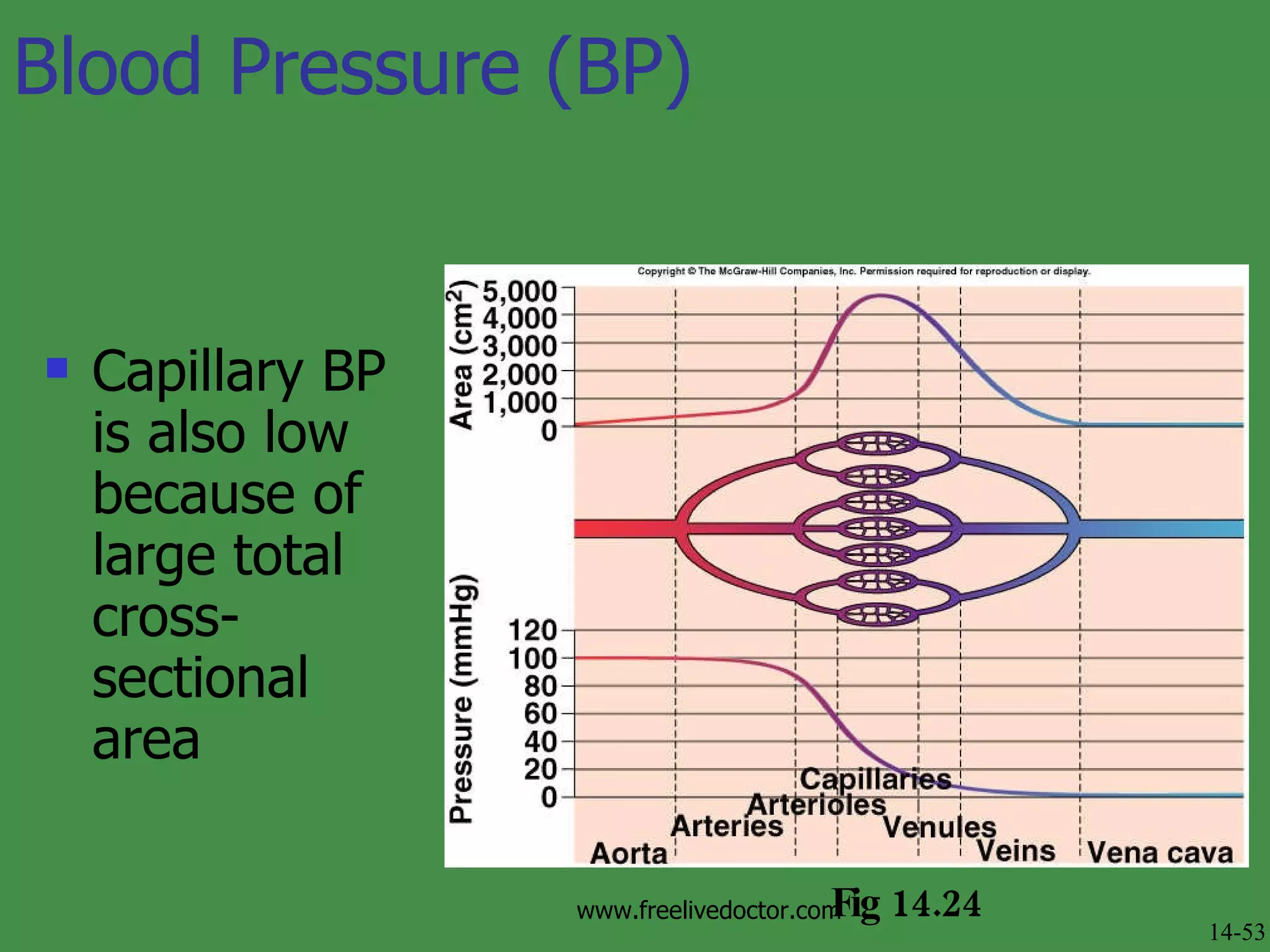 Blood Pressure (BP) Capillary BP is also low because of large total cross-sectional area Fig 14.24  14-53 www.freelivedoctor.com 