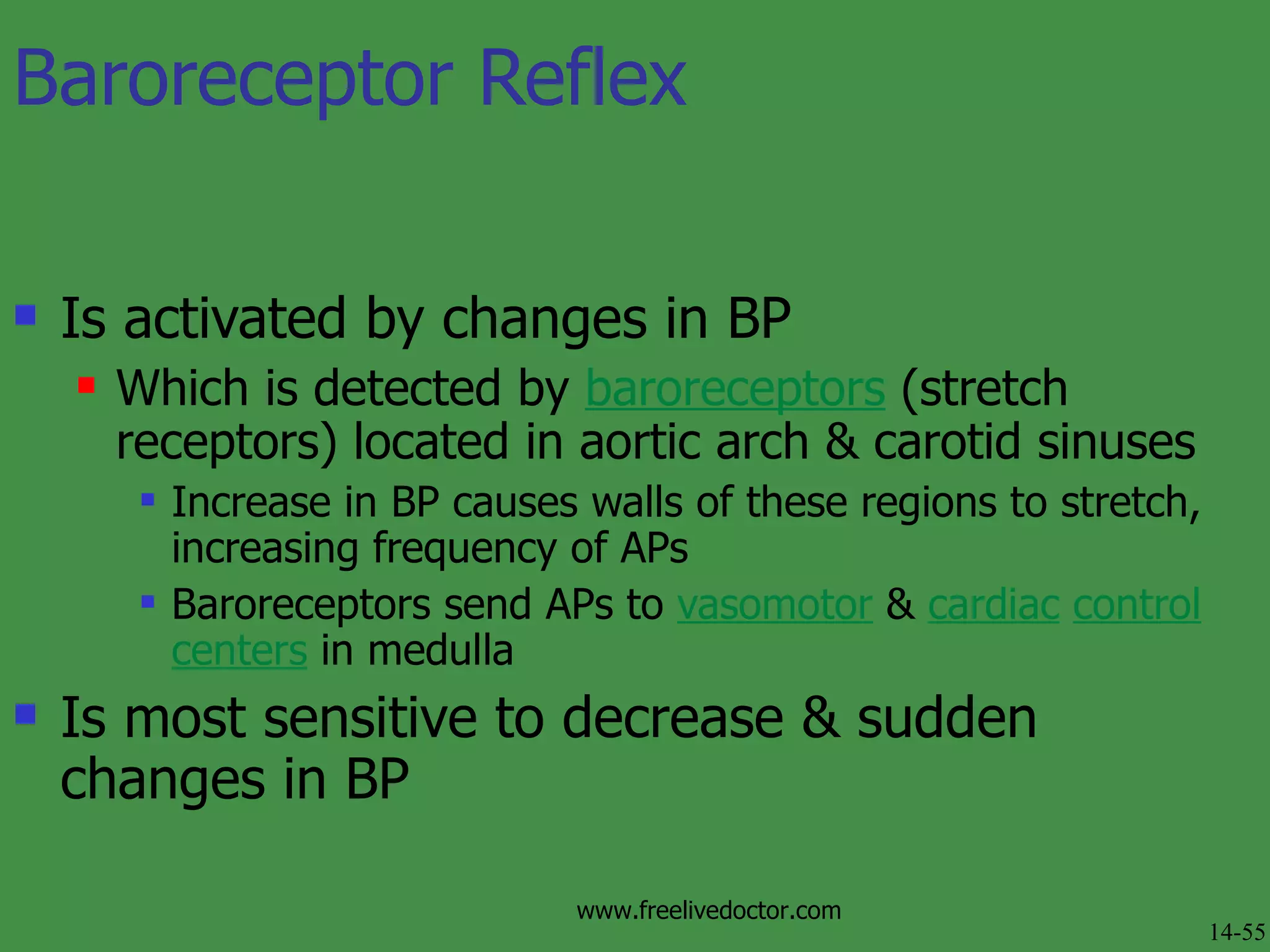 Baroreceptor Reflex Is activated by changes in BP Which is detected by  baroreceptors  (stretch receptors) located in aortic arch & carotid sinuses Increase in BP causes walls of these regions to stretch, increasing frequency of APs Baroreceptors send APs to  vasomotor  &  cardiac   control centers  in medulla  Is most sensitive to decrease & sudden changes in BP  14-55 www.freelivedoctor.com 