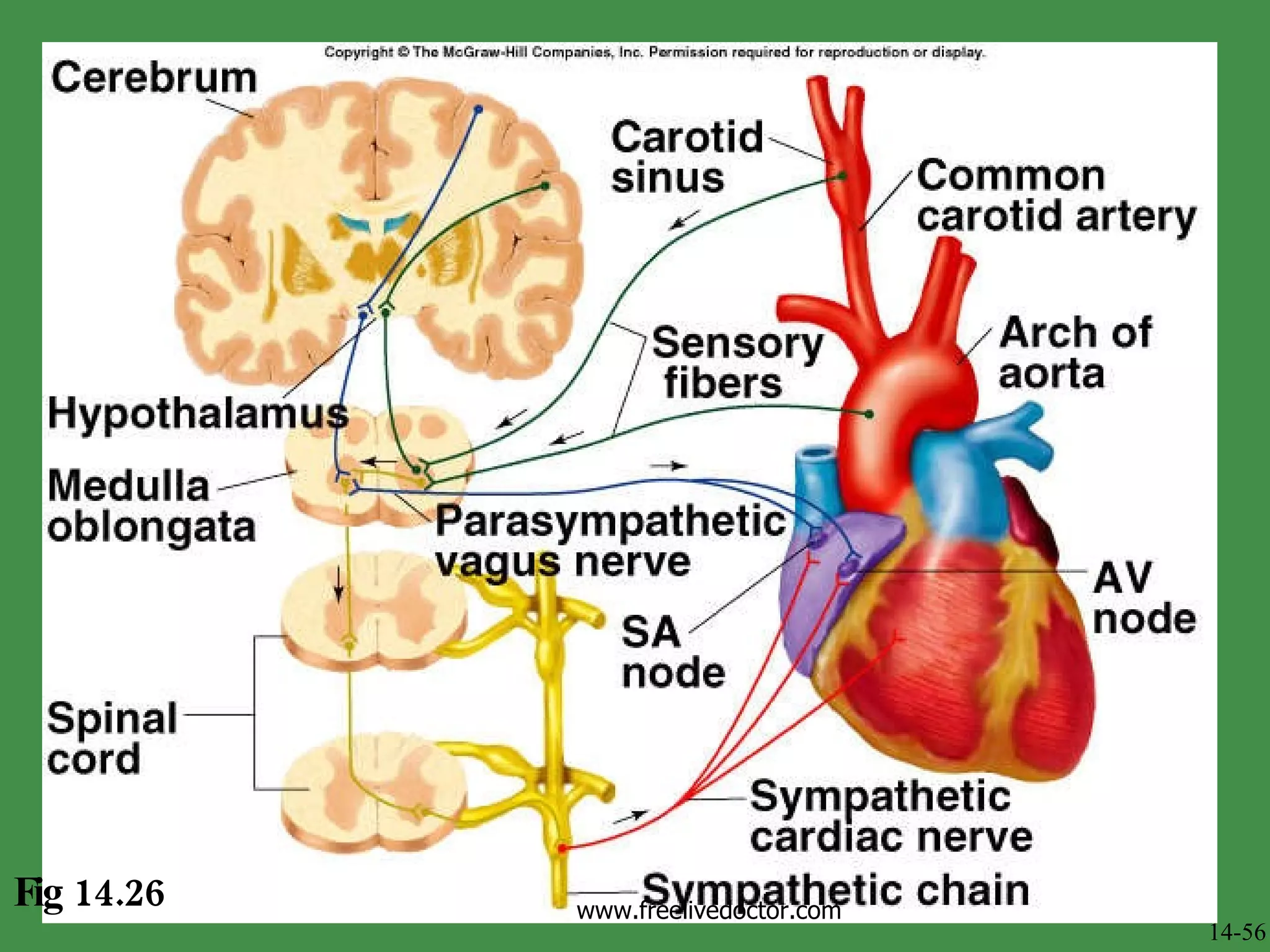 Fig 14.26 14-56 www.freelivedoctor.com 