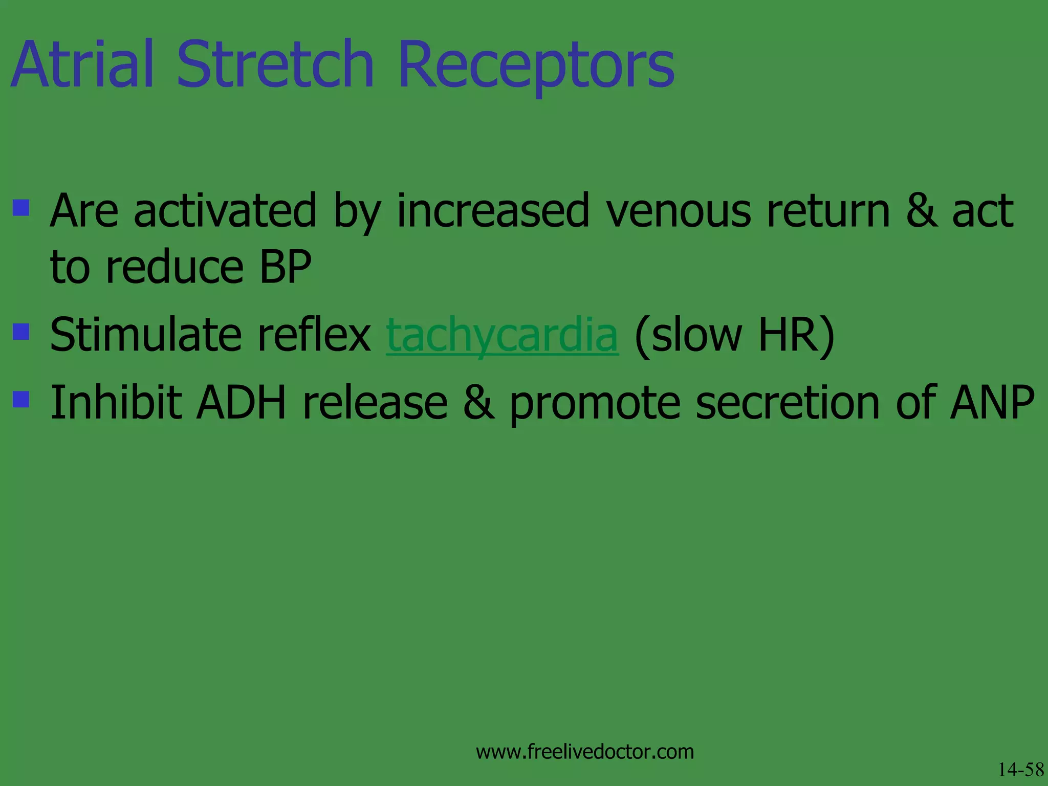 Atrial Stretch Receptors Are activated by increased venous return & act to reduce BP Stimulate reflex  tachycardia  (slow HR) Inhibit ADH release & promote secretion of ANP 14-58 www.freelivedoctor.com 