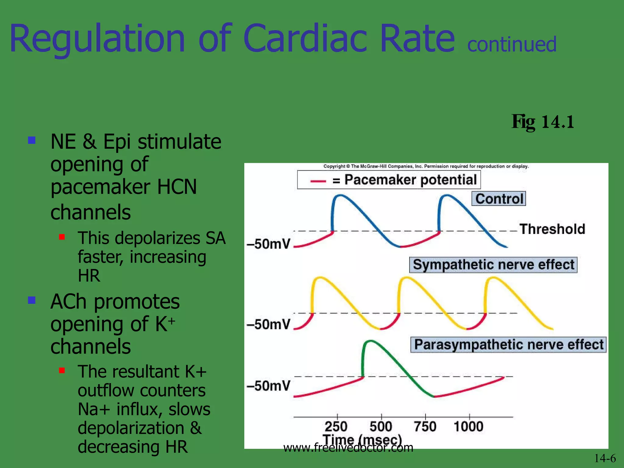 Regulation of Cardiac Rate  continued NE & Epi stimulate opening of pacemaker HCN channels   This depolarizes SA faster, increasing HR ACh promotes opening of K +  channels The resultant K+ outflow counters Na+ influx, slows depolarization & decreasing HR Fig 14.1 14-6 www.freelivedoctor.com 