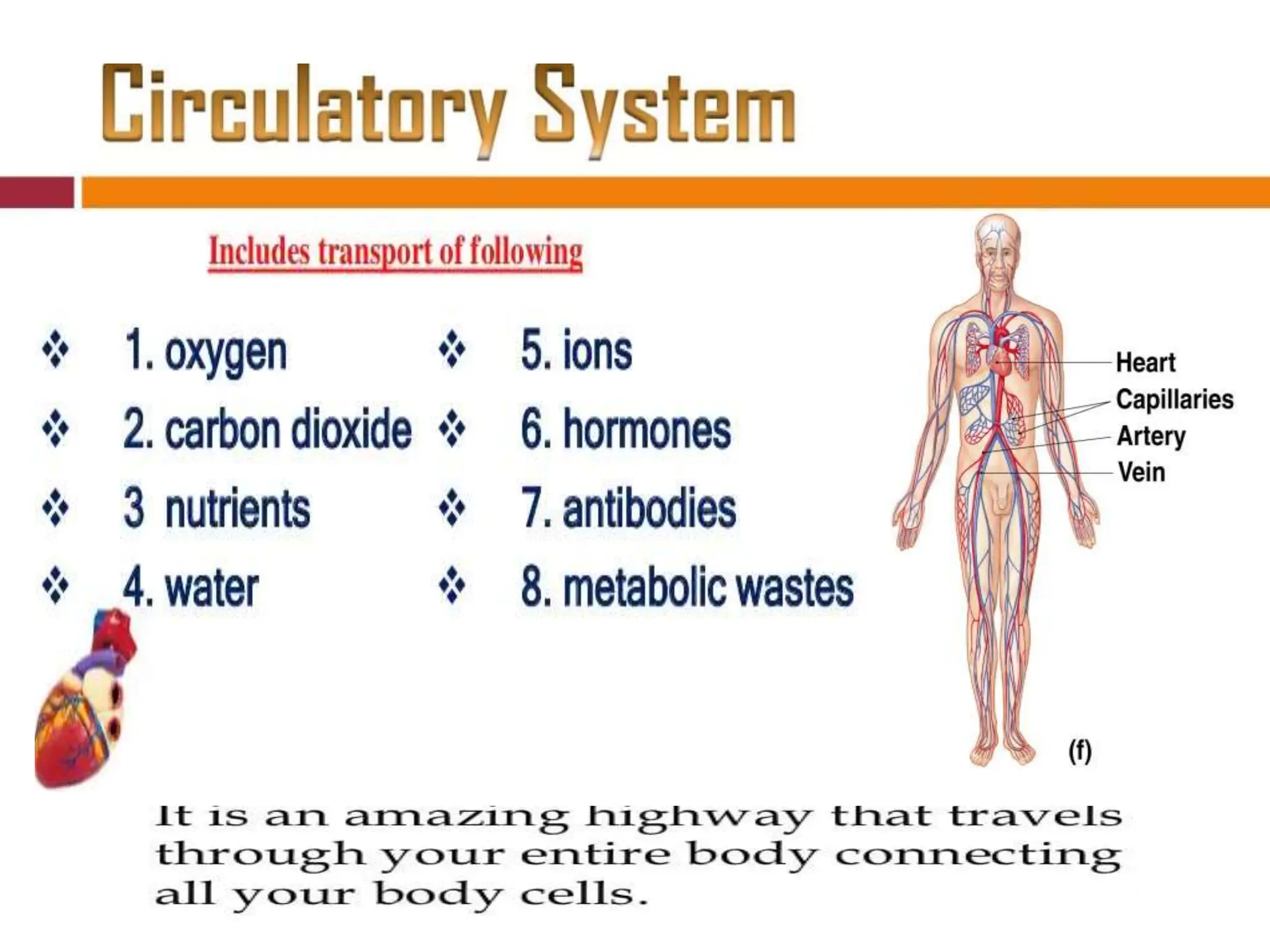 Physiology of Circulatory System for bsc nursing.pptx