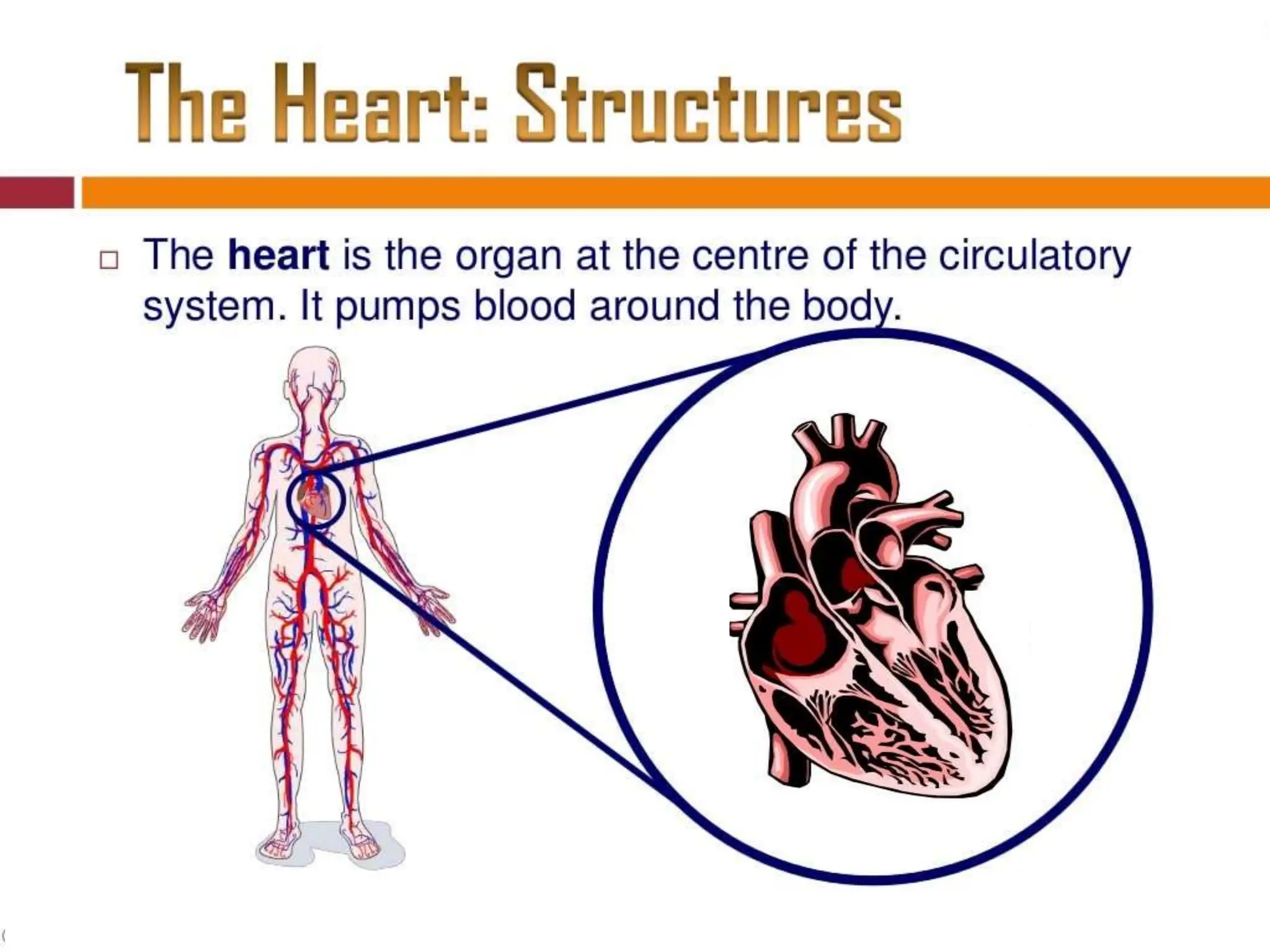 Physiology of Circulatory System for bsc nursing.pptx