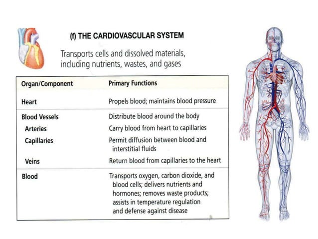 Physiology of Circulatory System for bsc nursing.pptx