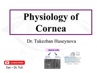 Physiology of
Cornea
Dr. Tukezban Huseynova
Eye – Dr. Tuti
Apical cells
Small light
cells (young
cells)
Dark cells
(mature cells)
 