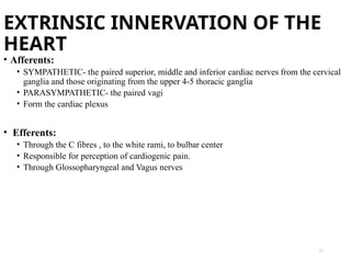 Extrinsic Innervation PHYSIOLOGY OF Cardiovascular system hahejshsnsnsjs | PPTX