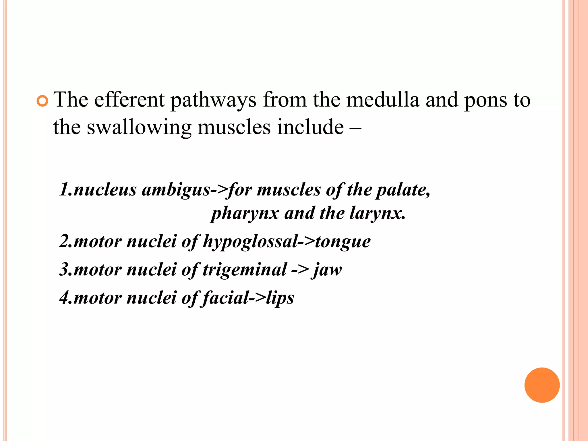  The efferent pathways from the medulla and pons to
the swallowing muscles include –
1.nucleus ambigus->for muscles of the palate,
pharynx and the larynx.
2.motor nuclei of hypoglossal->tongue
3.motor nuclei of trigeminal -> jaw
4.motor nuclei of facial->lips
 