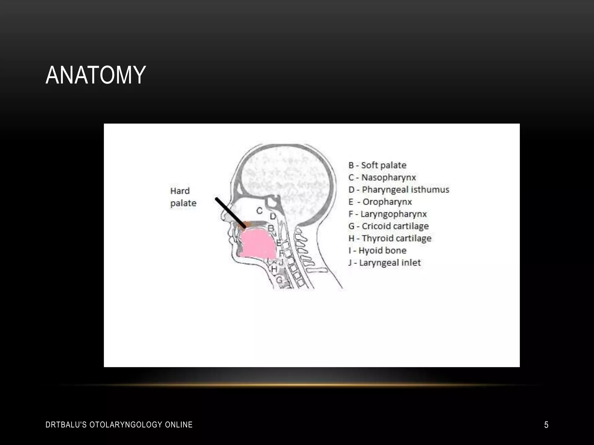 Anatomydrtbalu's otolaryngology online5