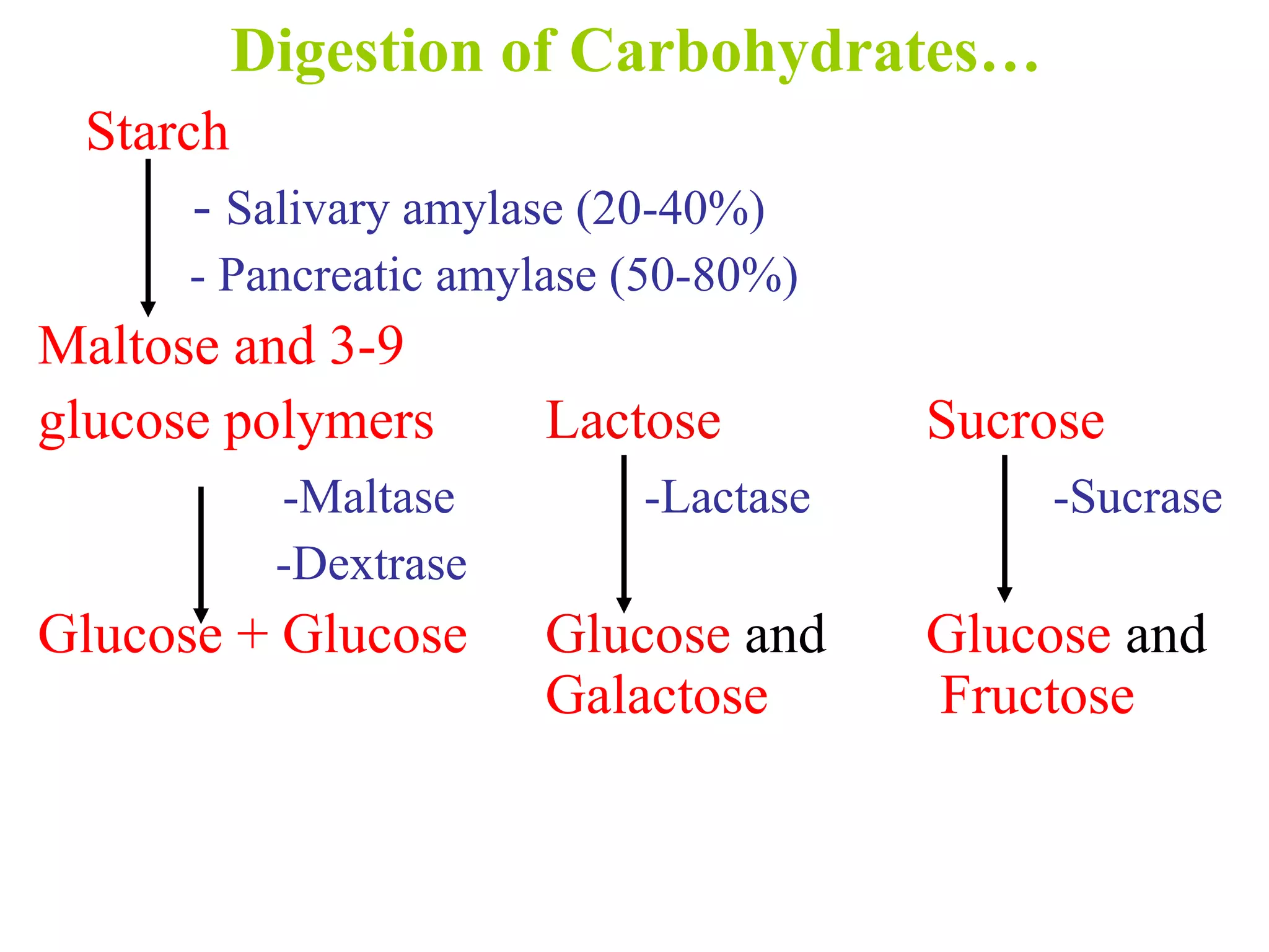Starch
- Salivary amylase (20-40%)
- Pancreatic amylase (50-80%)
Maltose and 3-9
glucose polymers Lactose Sucrose
-Maltase -Lactase -Sucrase
-Dextrase
Glucose + Glucose Glucose and Glucose and
Galactose Fructose
Digestion of Carbohydrates…
 