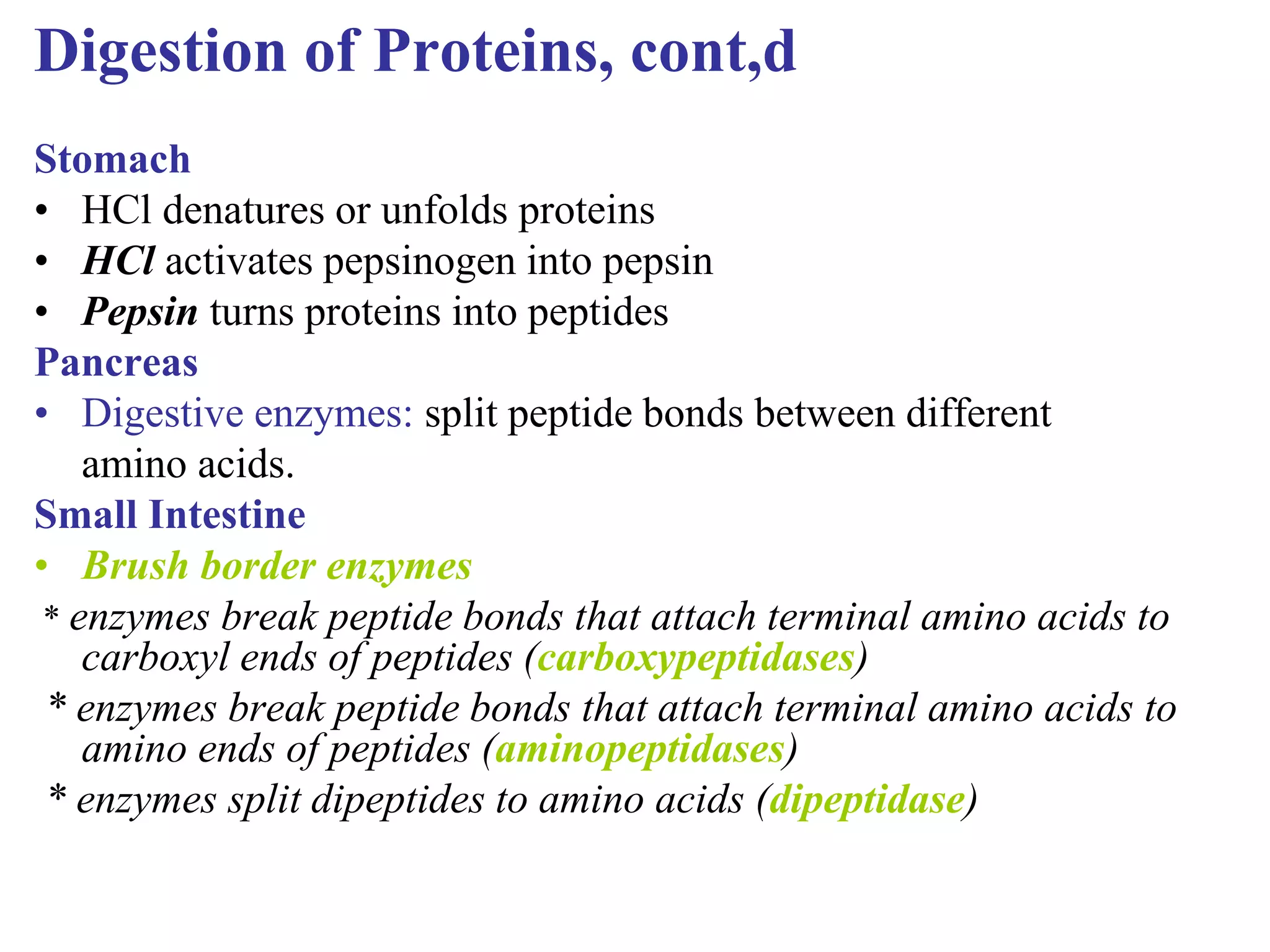 Digestion of Proteins, cont,d
Stomach
• HCl denatures or unfolds proteins
• HCl activates pepsinogen into pepsin
• Pepsin turns proteins into peptides
Pancreas
• Digestive enzymes: split peptide bonds between different
amino acids.
Small Intestine
• Brush border enzymes
* enzymes break peptide bonds that attach terminal amino acids to
carboxyl ends of peptides (carboxypeptidases)
* enzymes break peptide bonds that attach terminal amino acids to
amino ends of peptides (aminopeptidases)
* enzymes split dipeptides to amino acids (dipeptidase)
 