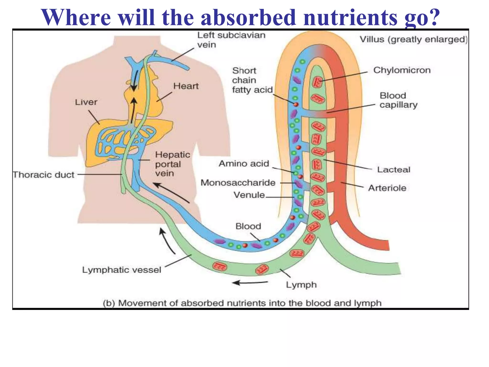 Where will the absorbed nutrients go?
 