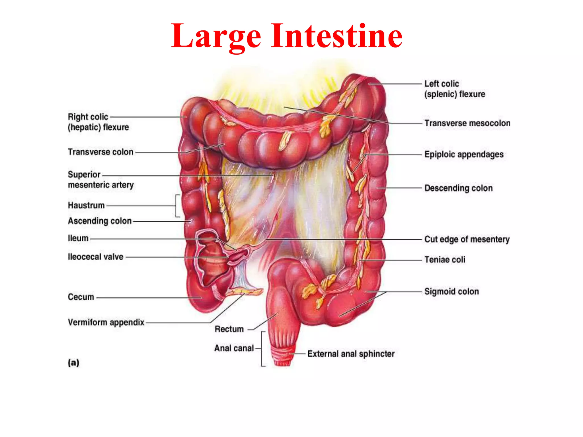 Large Intestine
 