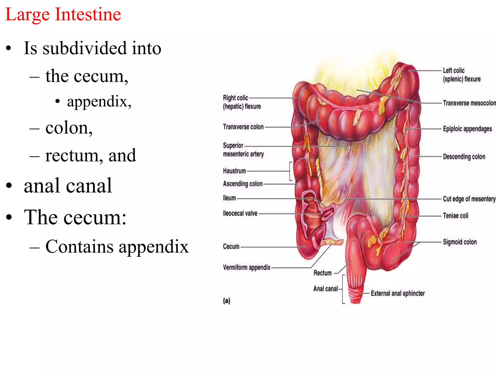 Large Intestine
• Is subdivided into
– the cecum,
• appendix,
– colon,
– rectum, and
• anal canal
• The cecum:
– Contains appendix
 