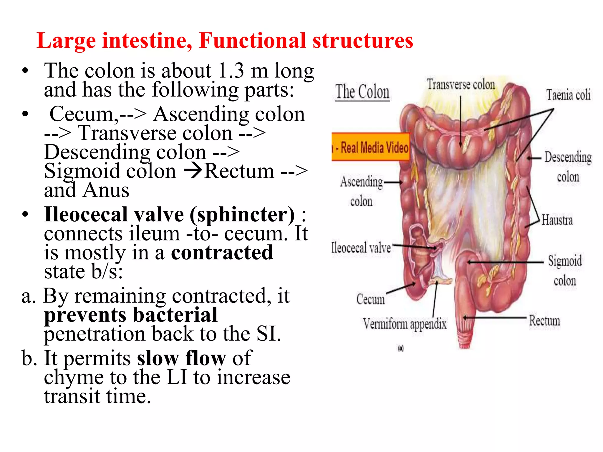 Large intestine, Functional structures
• The colon is about 1.3 m long
and has the following parts:
• Cecum,--> Ascending colon
--> Transverse colon -->
Descending colon -->
Sigmoid colon Rectum -->
and Anus
• Ileocecal valve (sphincter) :
connects ileum -to- cecum. It
is mostly in a contracted
state b/s:
a. By remaining contracted, it
prevents bacterial
penetration back to the SI.
b. It permits slow flow of
chyme to the LI to increase
transit time.
 